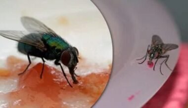annihilation of pesky flies