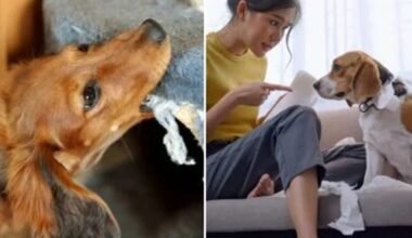 destructive canine furniture chewing behaviors
