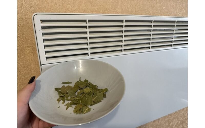 broken bay leaves by radiator