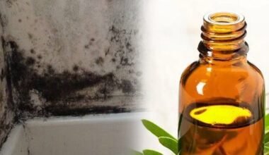 mold cleaning home remedy