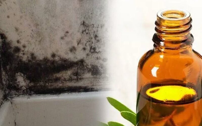 mold cleaning home remedy