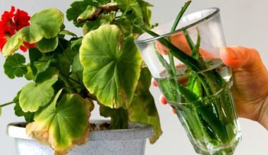 pour this healing elixir