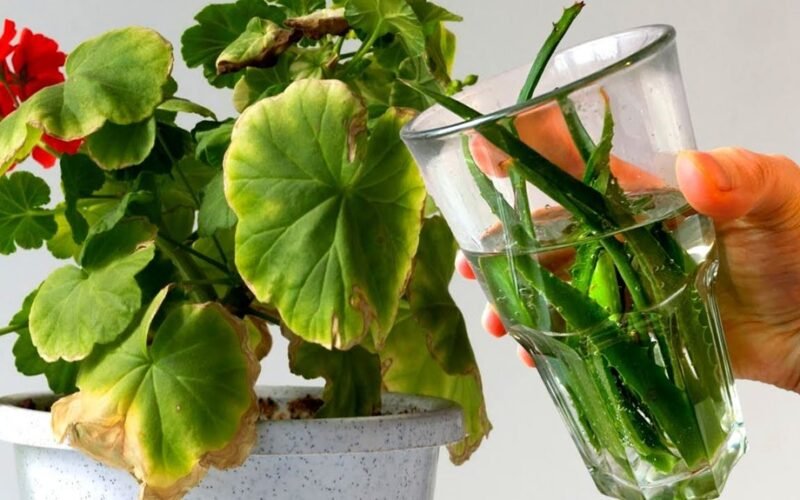 pour this healing elixir