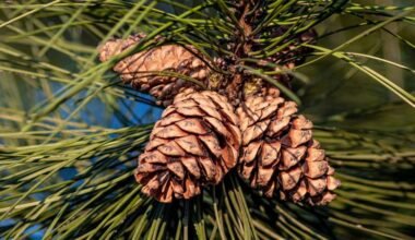 creative pine cone garden ideas