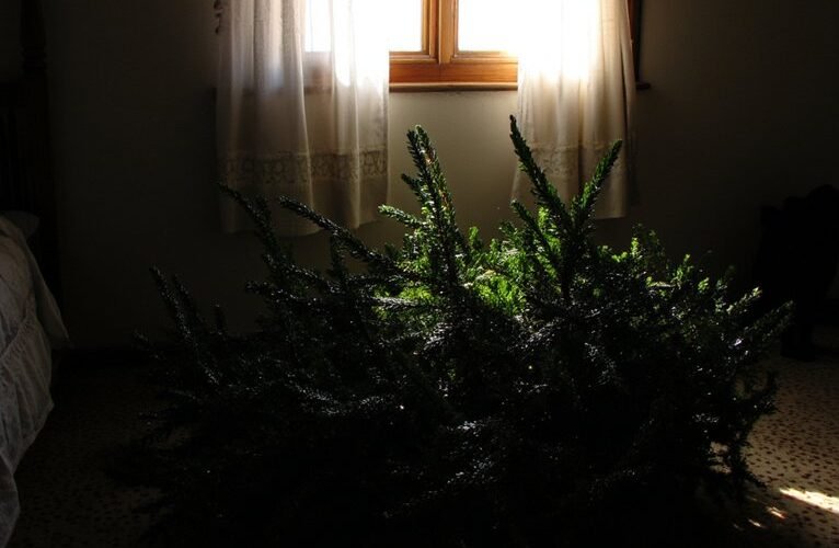 prietaras nestatykite kalėdų eglutės