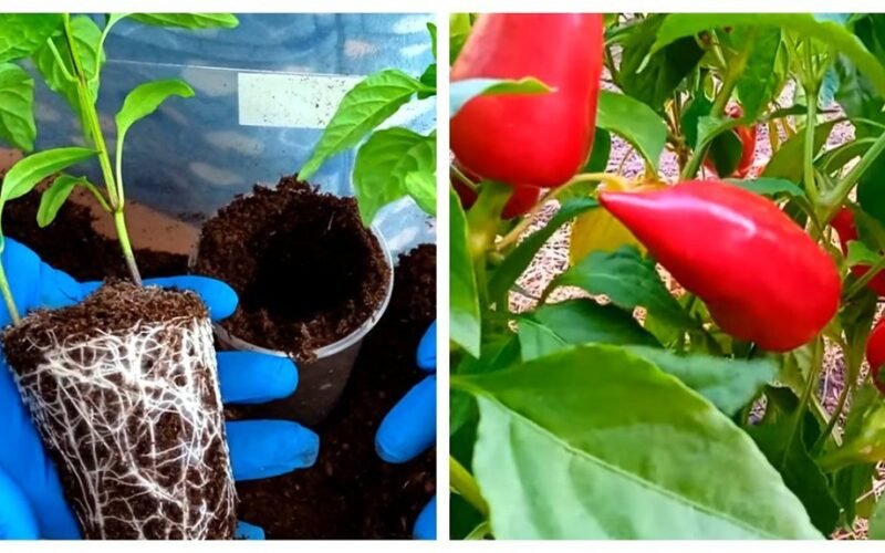 two pepper seedlings per pot