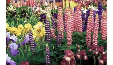 unassuming perennials steal garden spotlight