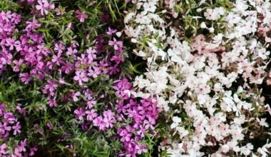 undemanding plant for hanging