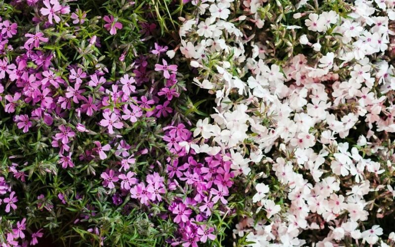 undemanding plant for hanging