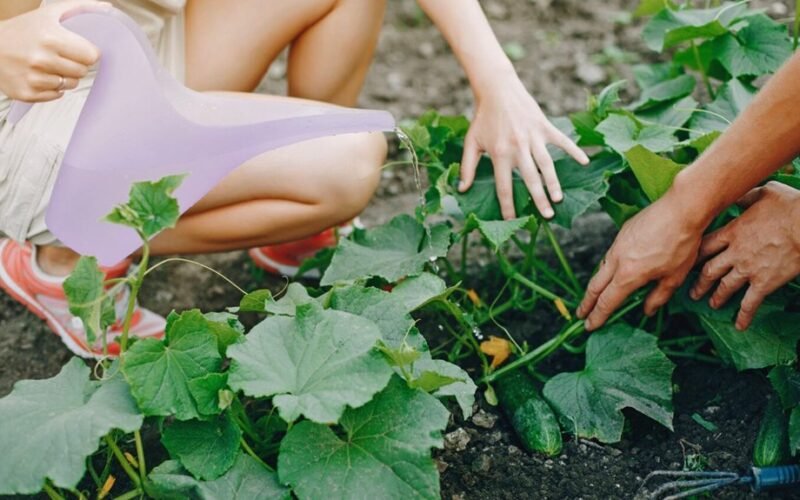 prikabino žiebtuvėlius prie agurkų