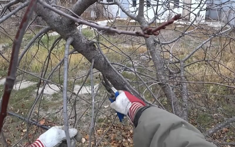 vengti genėti keturis konkrečius medžius