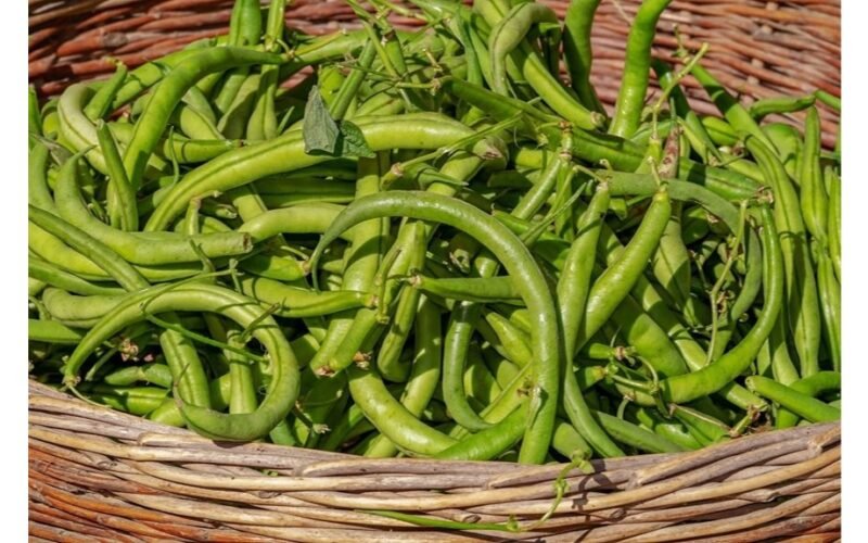 pupelės, pasodintos pagal fengšui