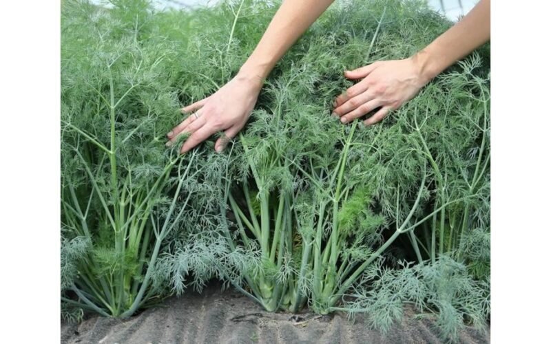 šalavijas daigina ant palangės