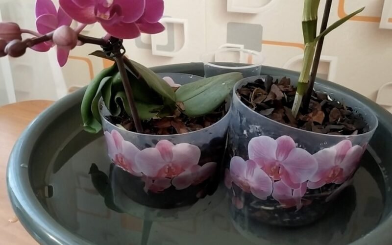 padalyti orchidę į dvi augalus