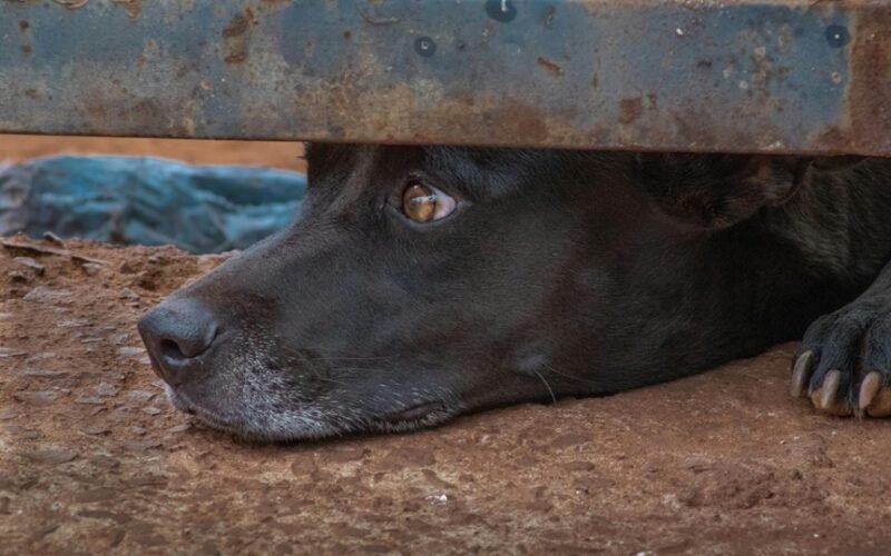 šuo ilsisi galvą arba leteną