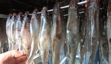 dry fish head up technique