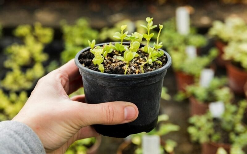 penki liaudies pipirinimo metodai