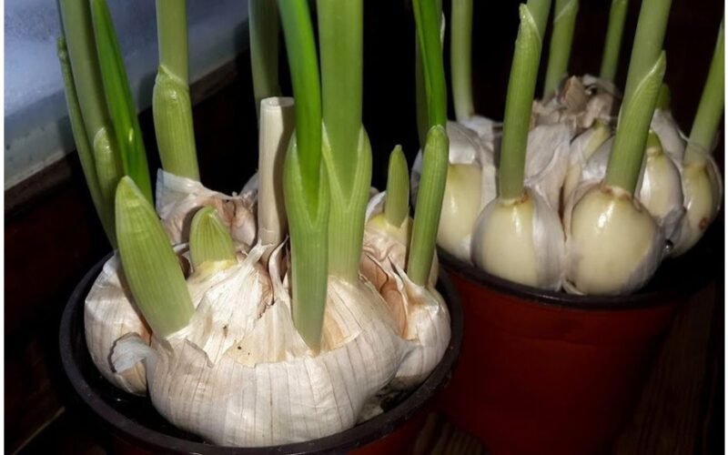 česnakas sudygo sausį