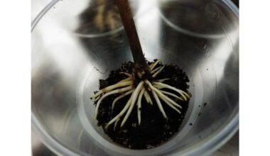 krikštamotė s dviejų lašų šaknų antpilas