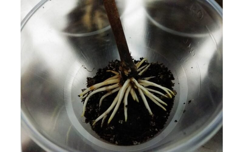 krikštamotė s dviejų lašų šaknų antpilas