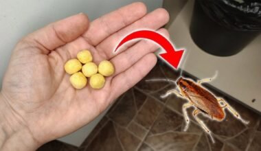 atsikratė tarakonų