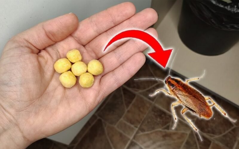 atsikratė tarakonų