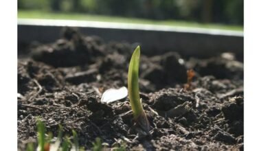 išaugino beprotiškų pavasarinių svogūnų laiškų