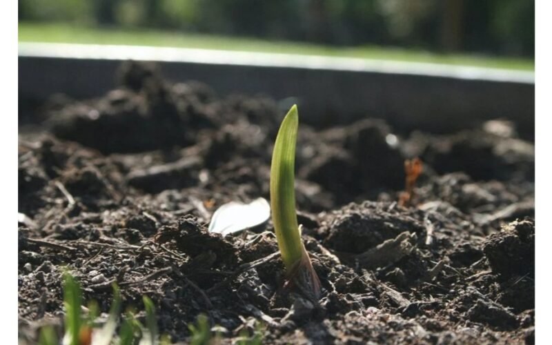 išaugino beprotiškų pavasarinių svogūnų laiškų