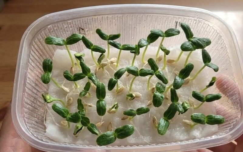 augančios agurkai be dirvožemio