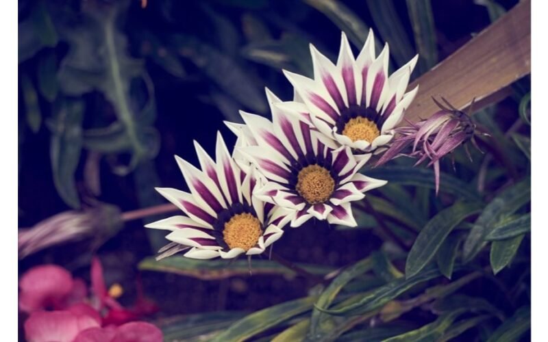 hardy begonija klesti ant uolų