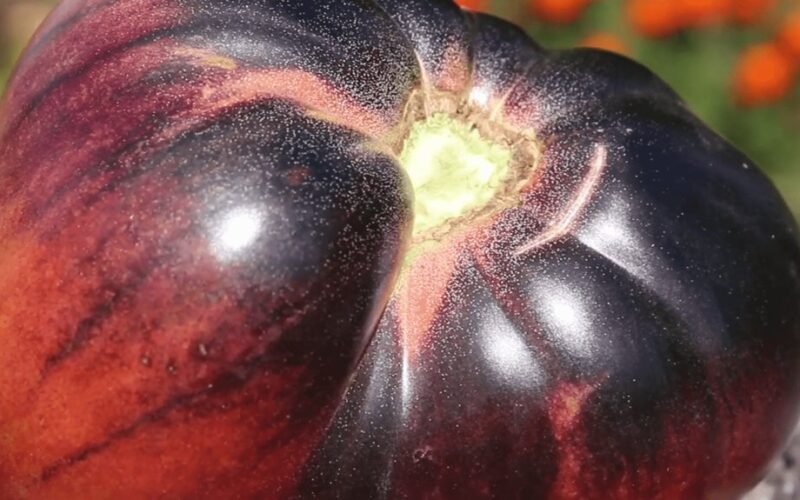 Aš įsimylėjau juodą pomidorą