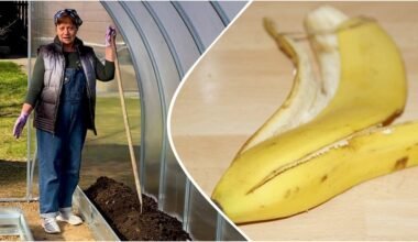 aš druska įtrinti bananų žievelės