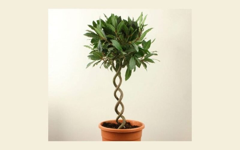 kambariniai augalai, augantys prie silpnos šviesos