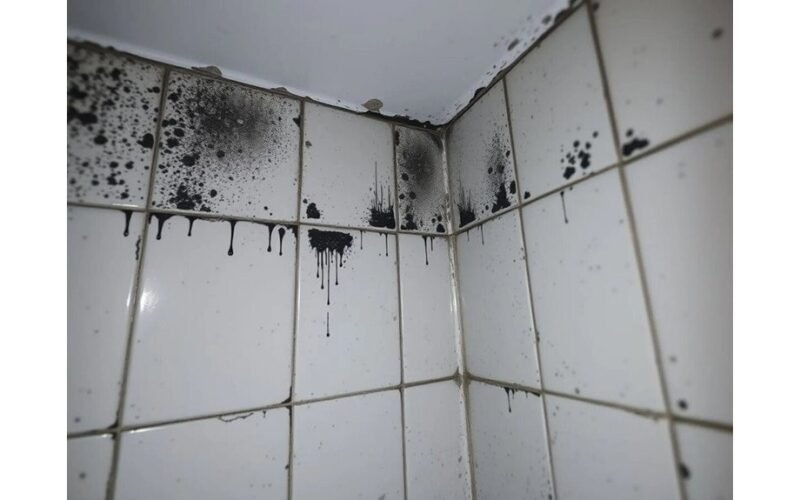 pelėsis suėdė siūles nubraukė valikliu