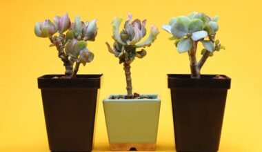 pinigų medis pritraukia turtus