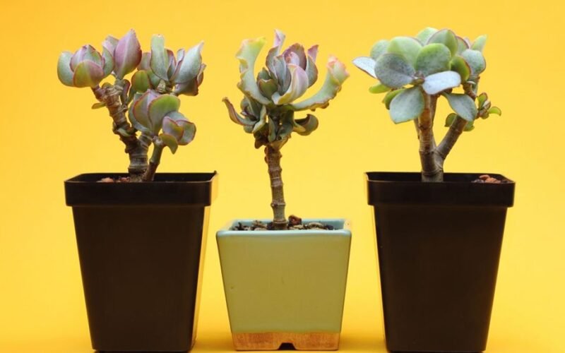 pinigų medis pritraukia turtus