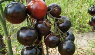 kaimynų pavydas mėlynas pomidorų veislės