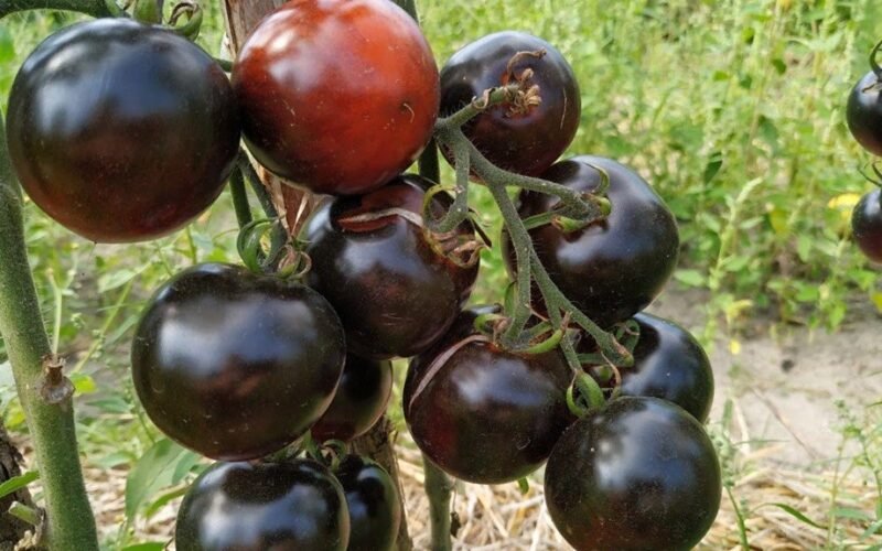 kaimynų pavydas mėlynas pomidorų veislės