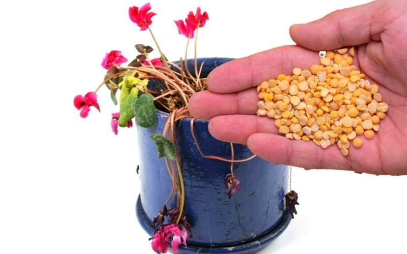 kaimynas atgaivino negyvas augalus