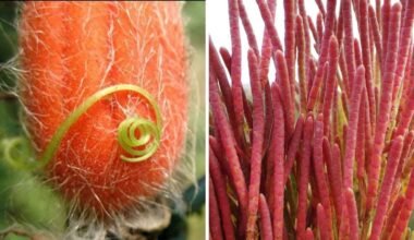 kaimynai bus sužavėti