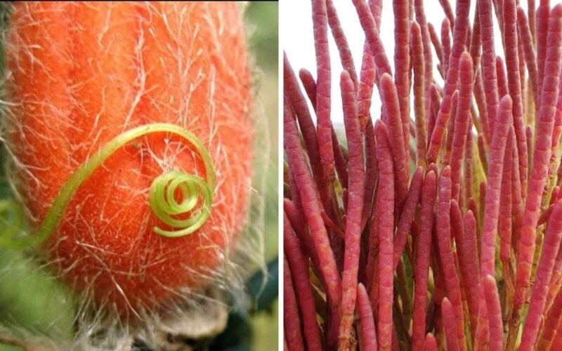 kaimynai bus sužavėti