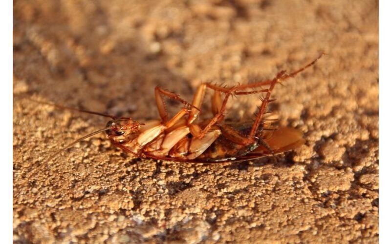 niekada nesmulkink tarakonų namuose