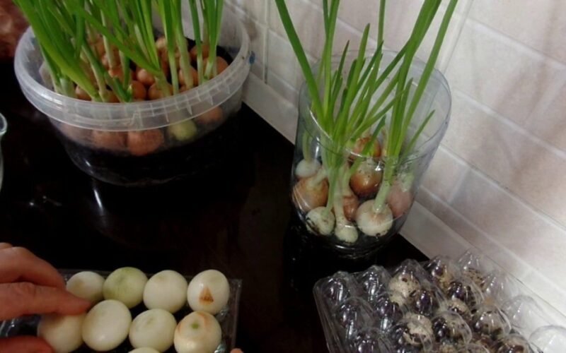 be netvarkos bekvapės palangės svogūnų laiškai