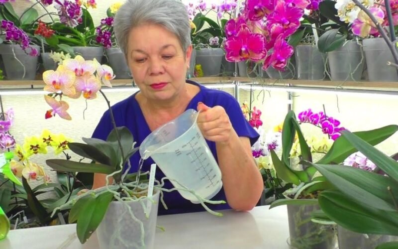 esminė žiemos orchidėjų priežiūra