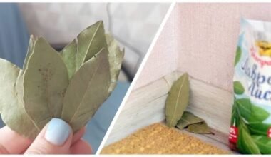 padėjo lauro lapą trimis vietomis