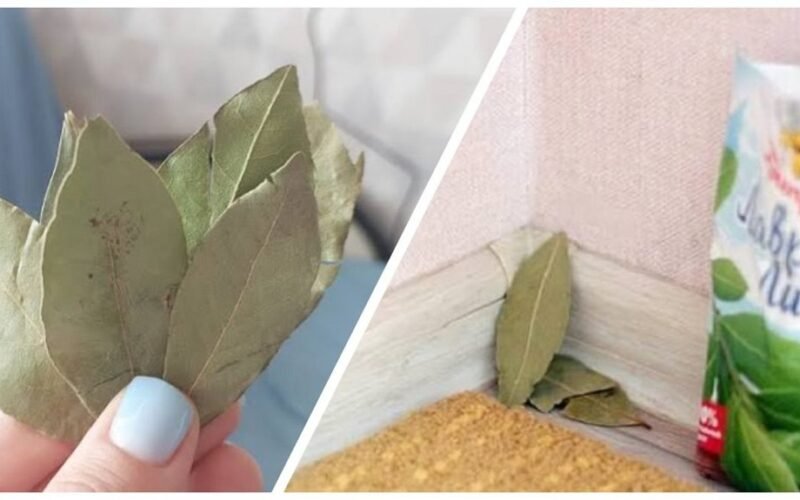 padėjo lauro lapą trimis vietomis