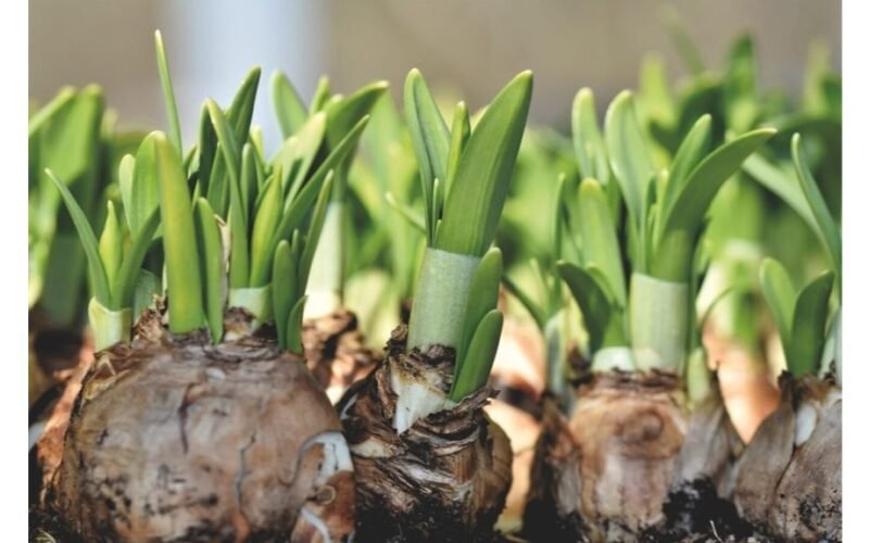 sodinkit svogūnus tik rudenį