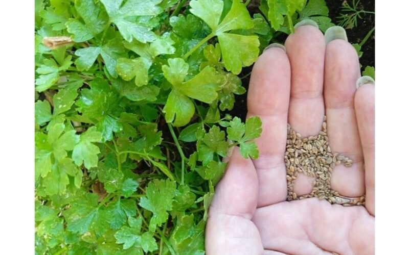 sodinki petražoles ant tualetinio popieriaus