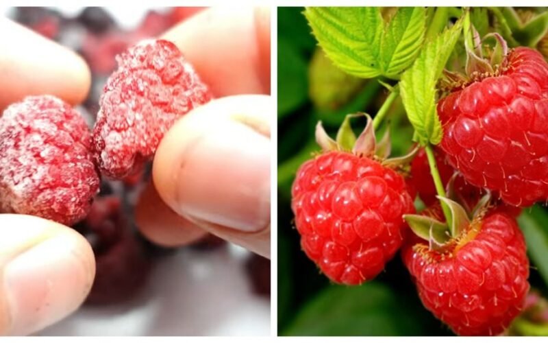 sodinti avietes iš šaldytų uogų