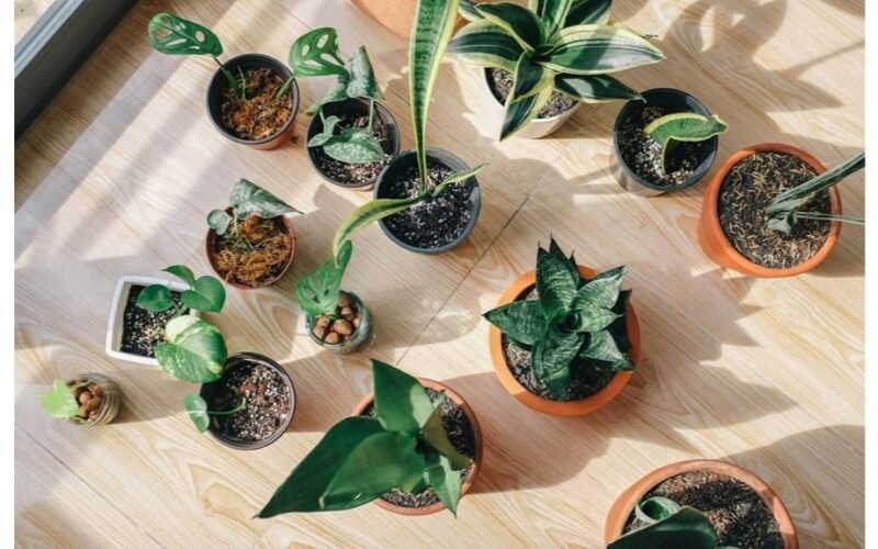 pilkite po šaknimis